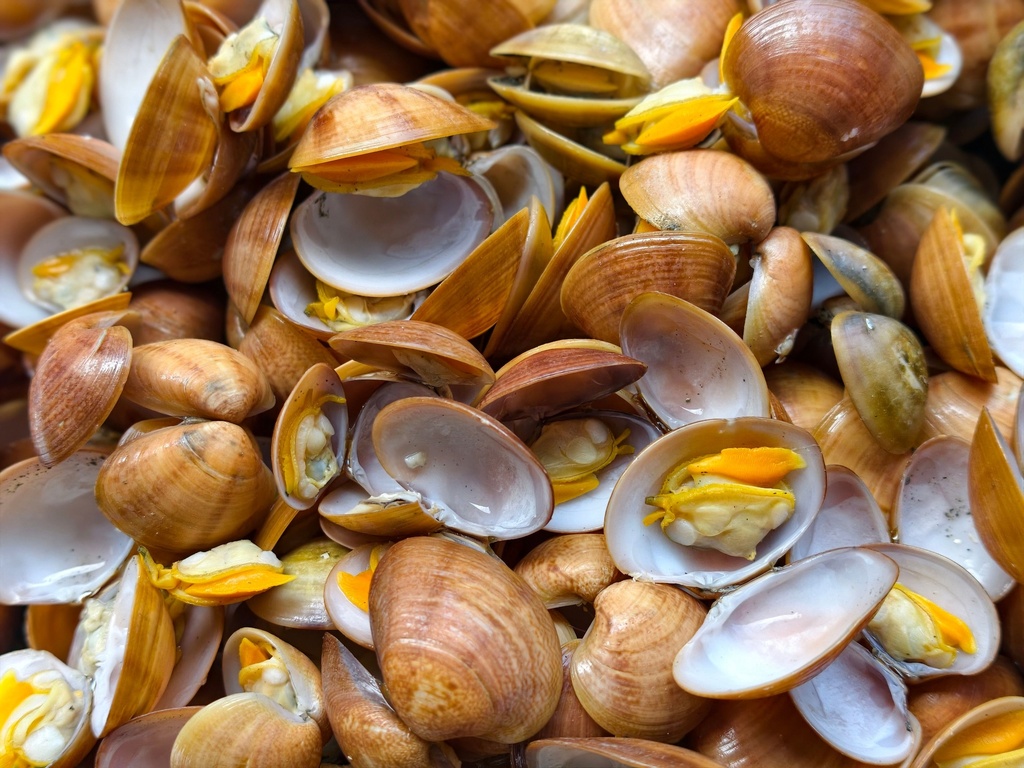 Fresh Clams