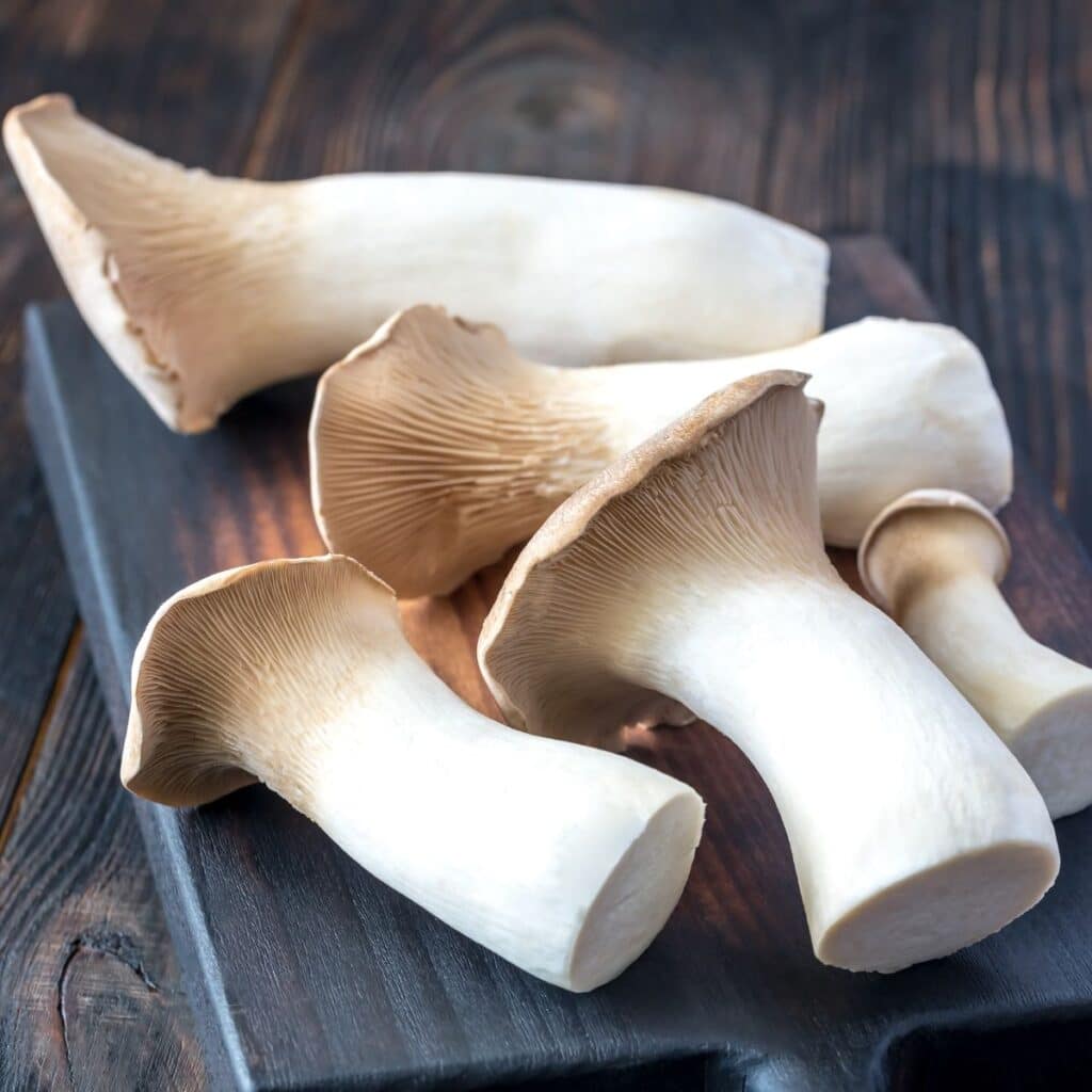 Mushroom King Oyster - box