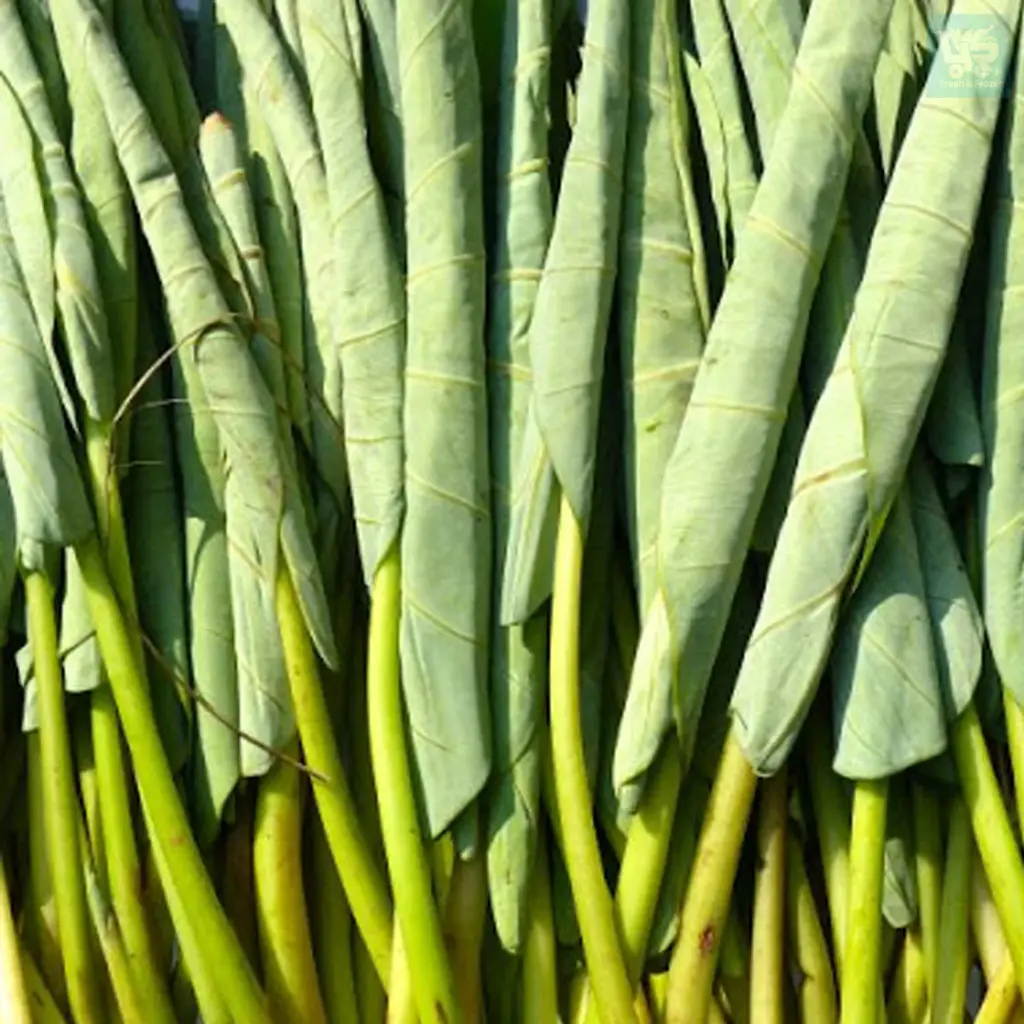 Laing Fresh (Gayat)