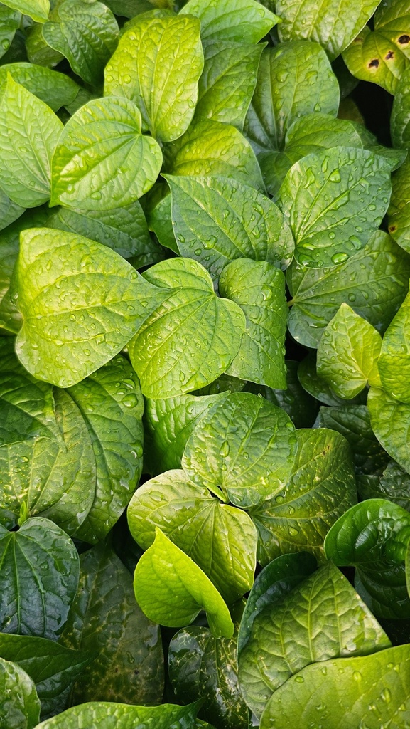 Betel Leaf