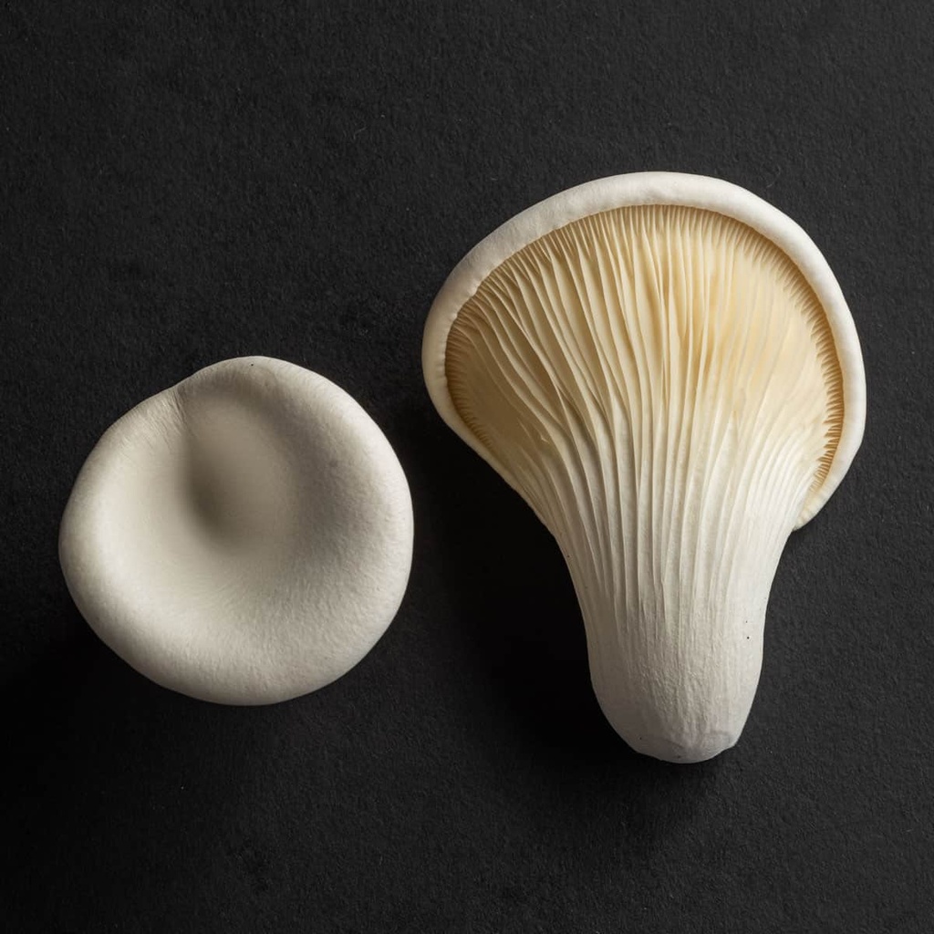 Abalone Mushroom