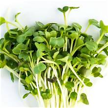 Radish Sprout (100g/pack)