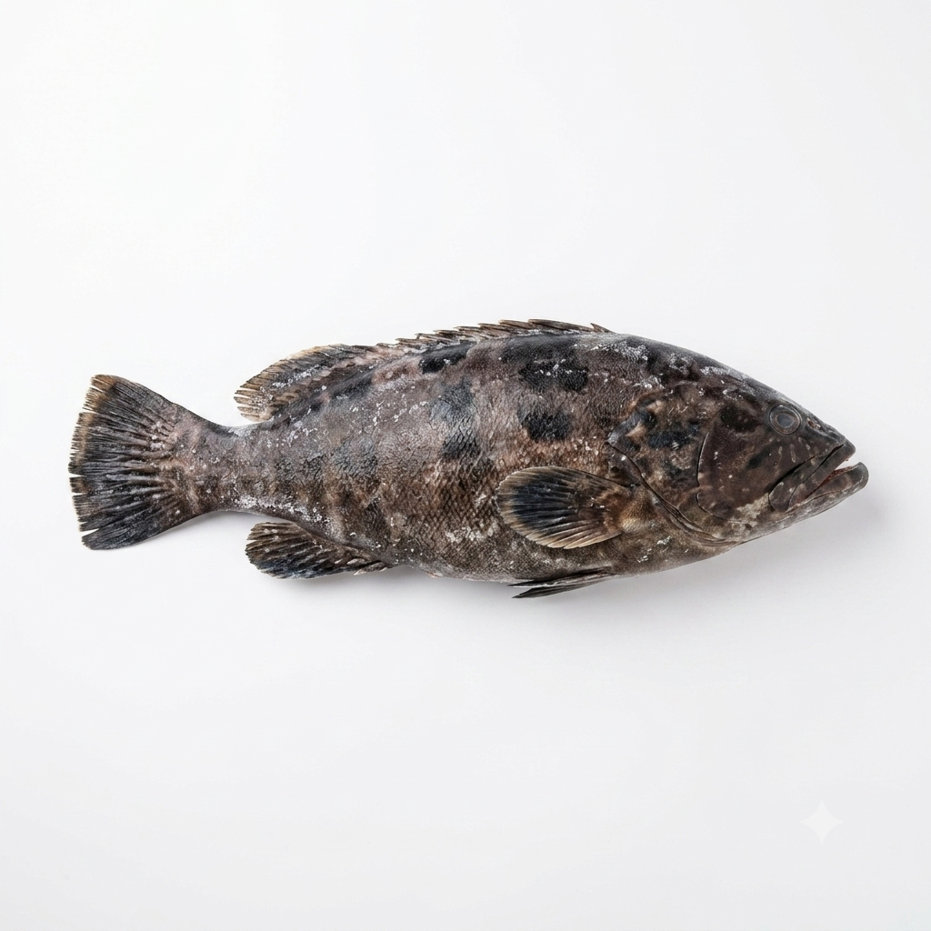 Frozen Black Lapu Lapu (400-500g/pack)