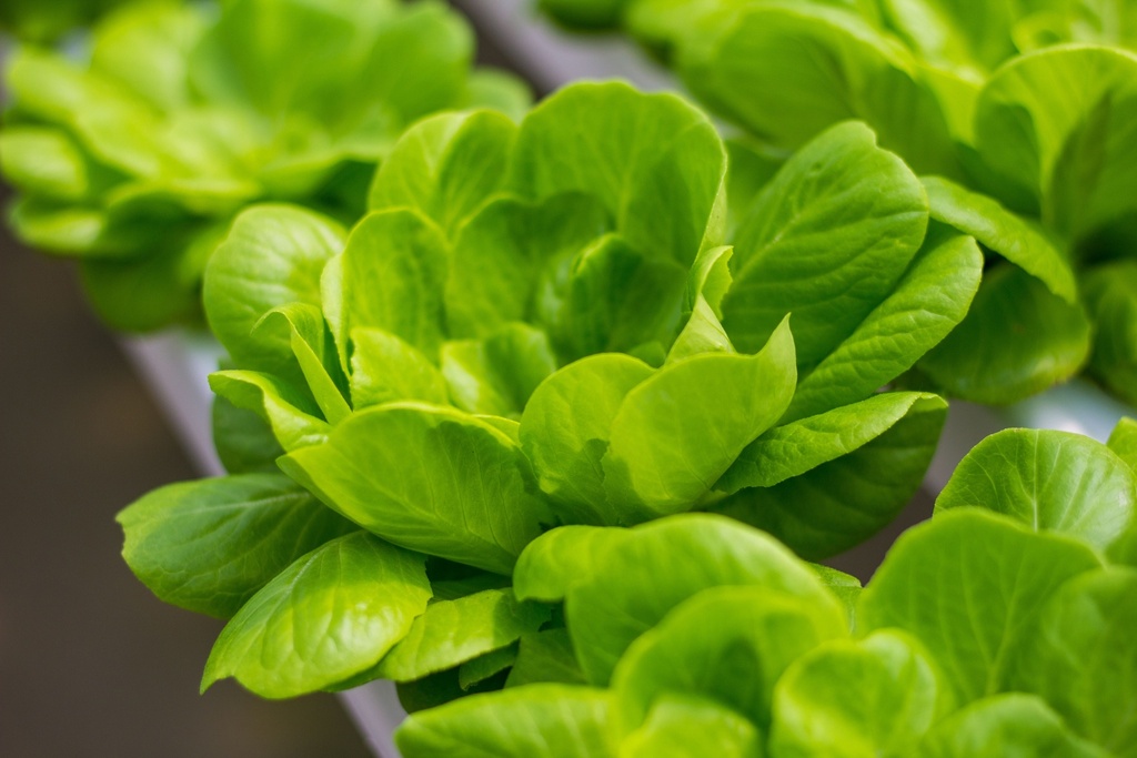 Butterhead Lettuce Green
