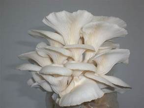 Mushroom Oyster (kg)