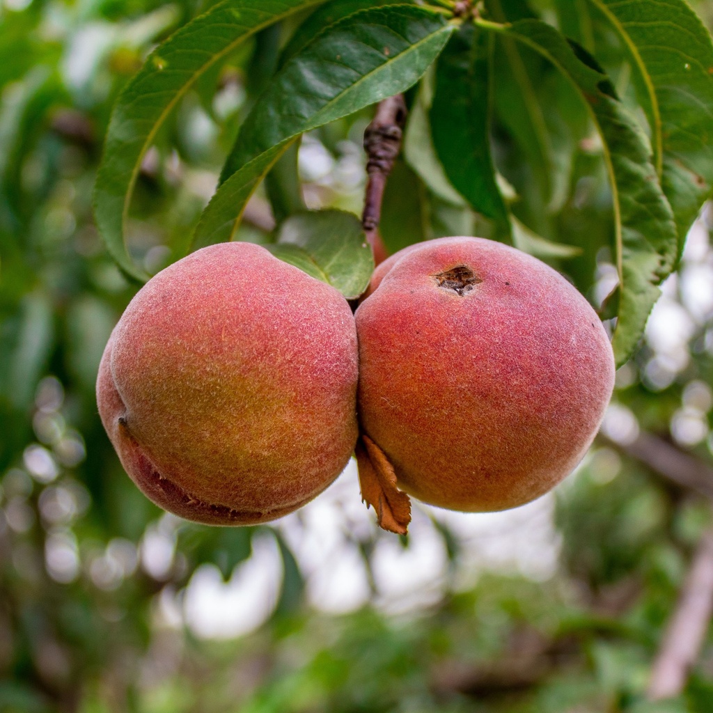 Asian Peaches