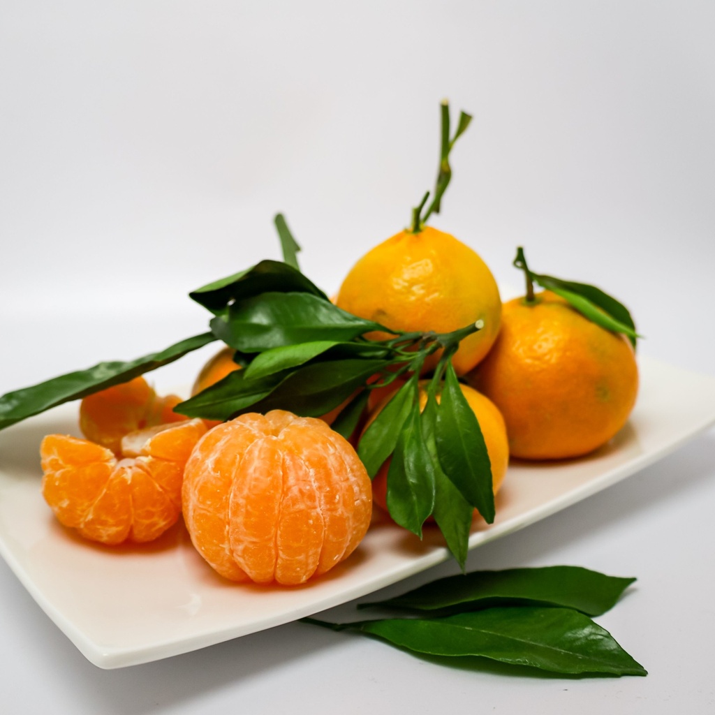 Australian Sugar Kiat - Pc