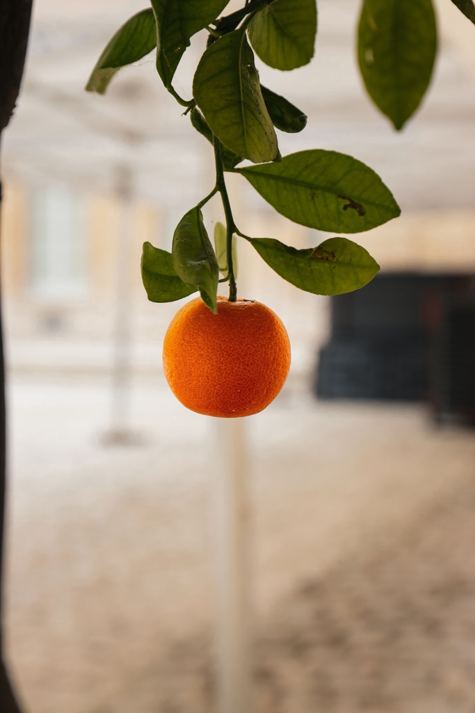 Ganna Orange