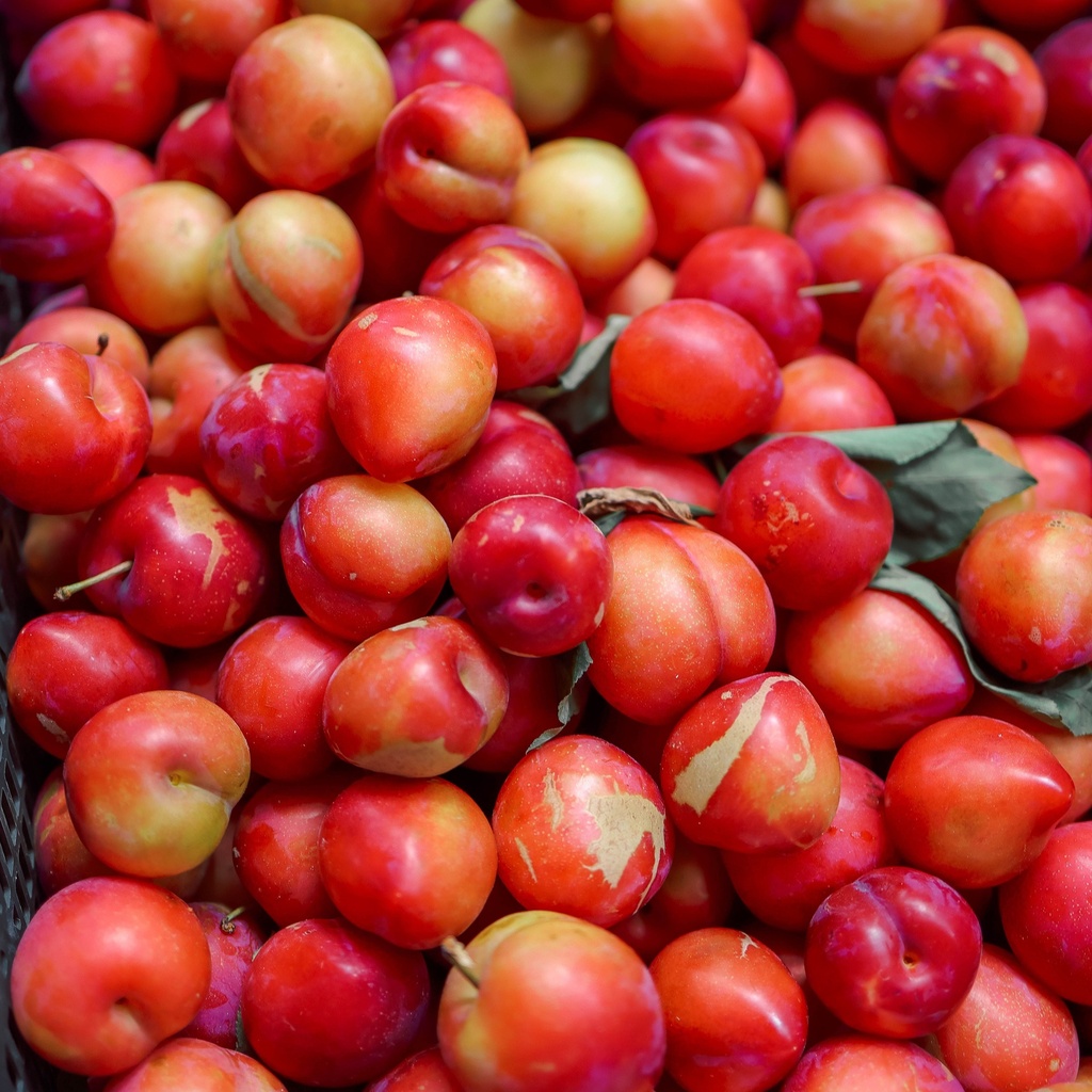 Australian Amber Jewel Plum