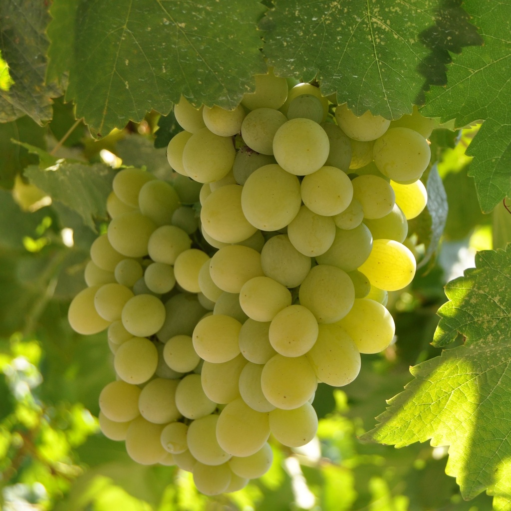 Australian Ivory Green Grapes (Pack) -Pc