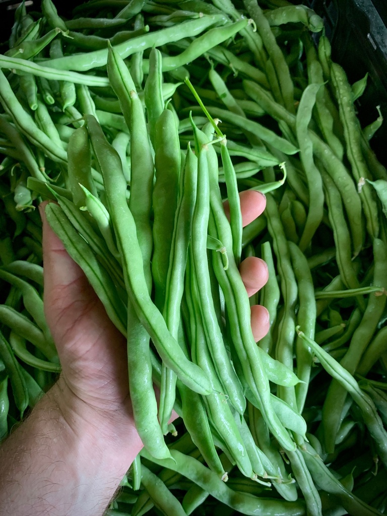 Baguio Beans Wholesale