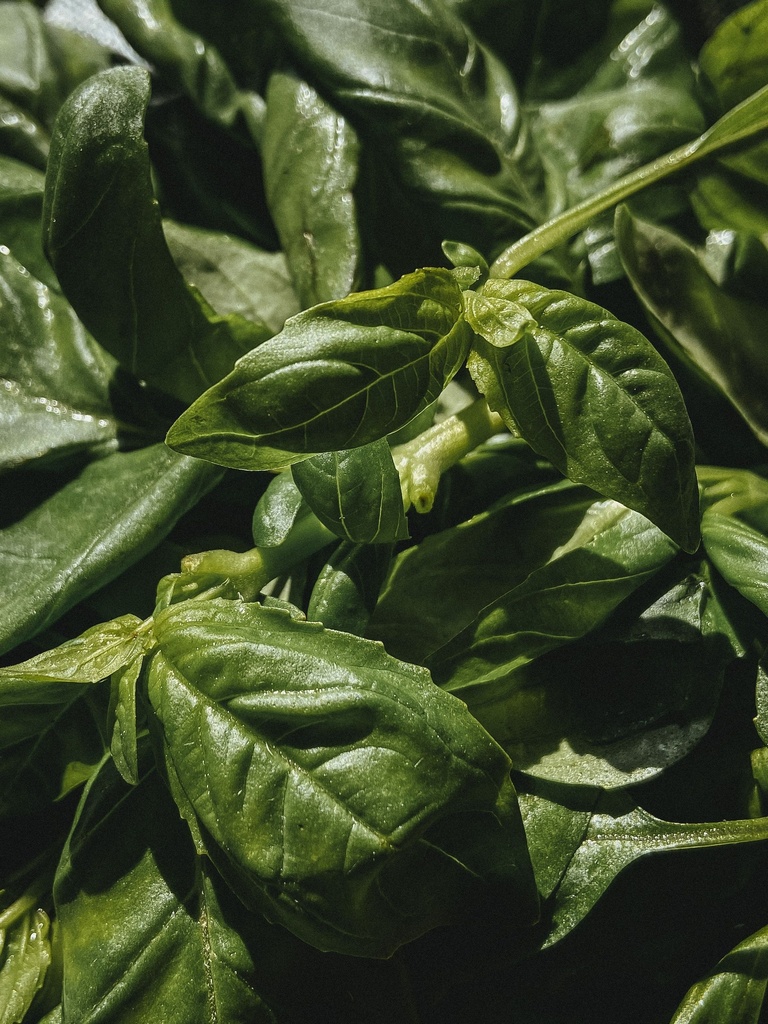 Basil Thai