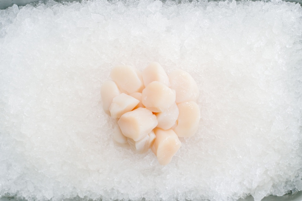 Fresh Scallop
