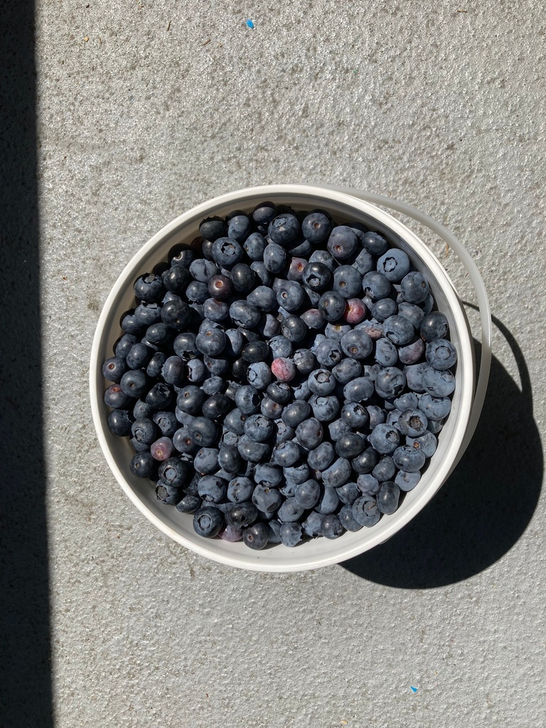 Blueberry Grande Brande - Pack