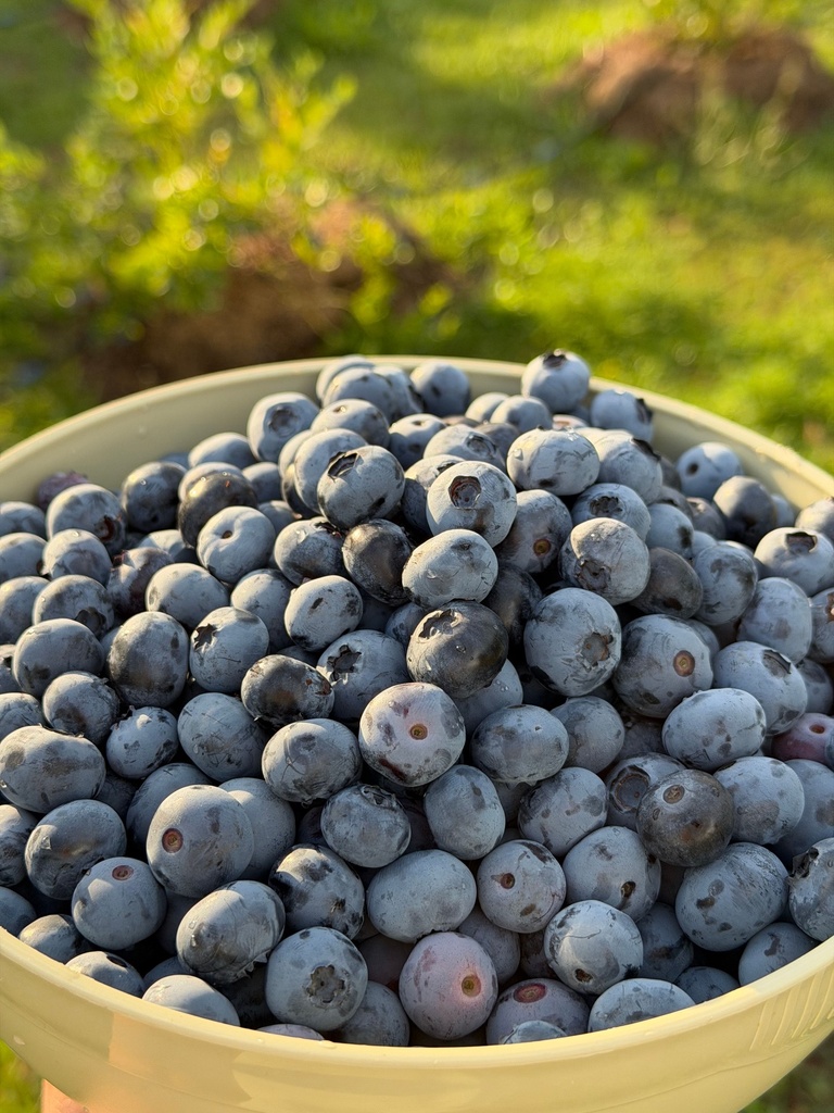 Blueberry Mexican - Pack