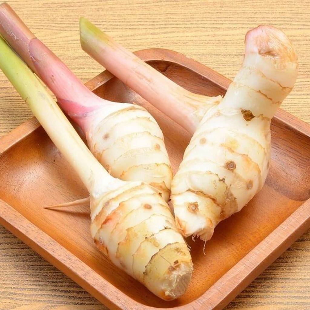 Galangal