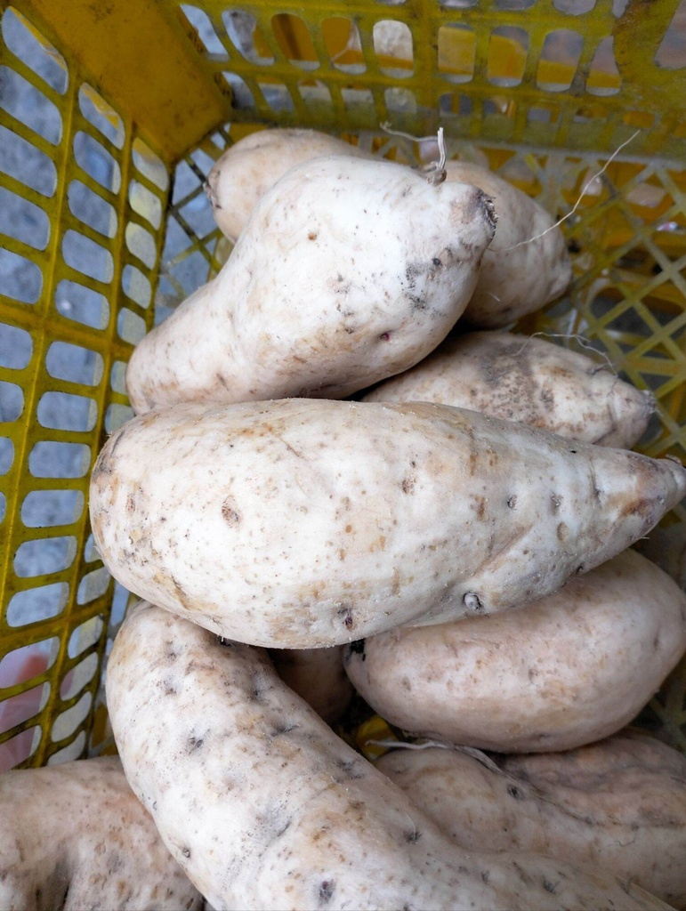 Kamote White