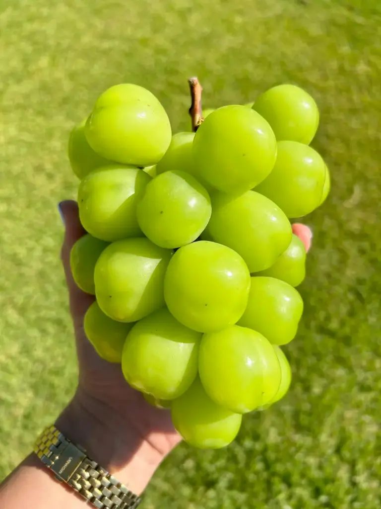 Korean Shine Muscat Grapes