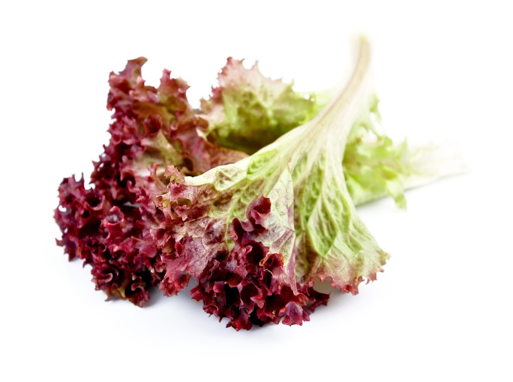 Lettuce Red Leaf
