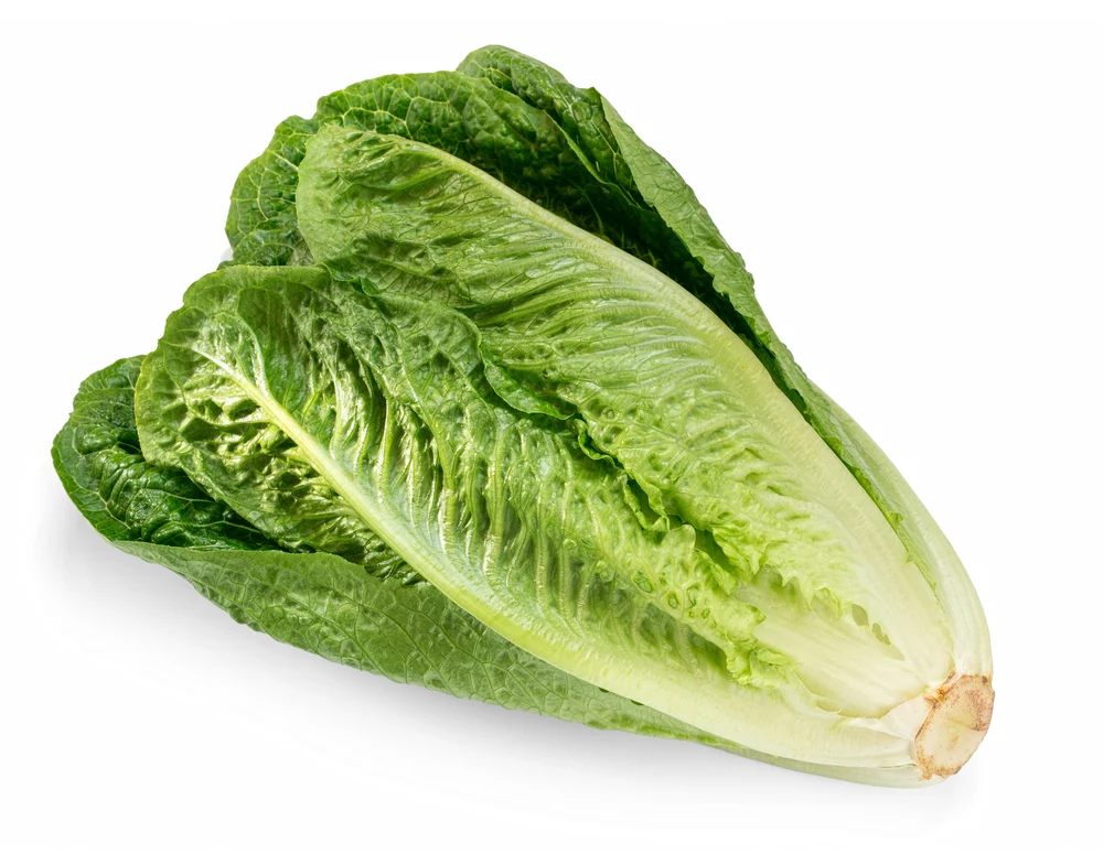 Lettuce Romaine Wholesale