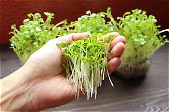 Microgreens Radish Kaiware