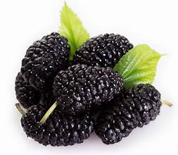 Mulberries - Pc