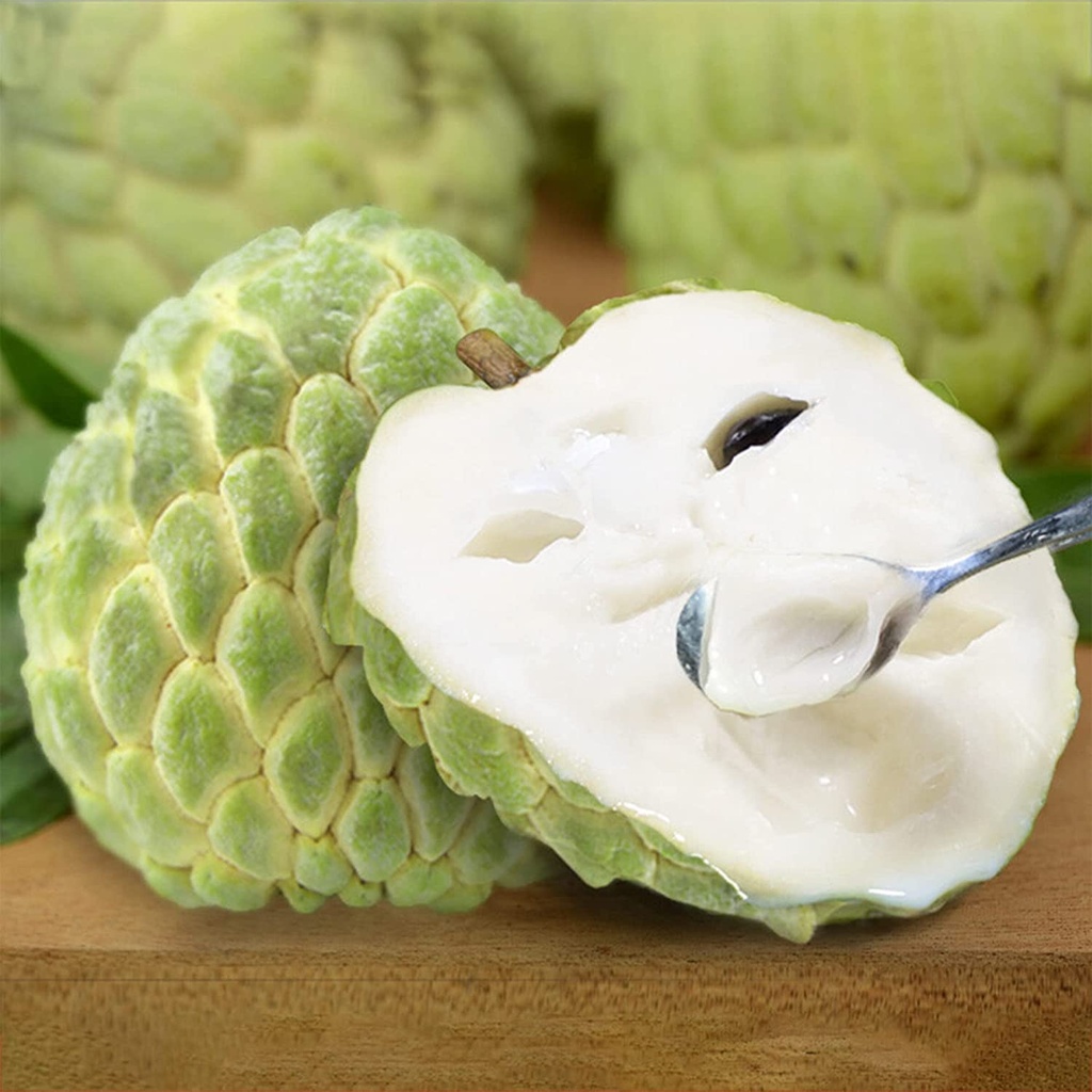 Spanish Custard Apple - pc