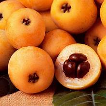 Spanish Loquat - Pc