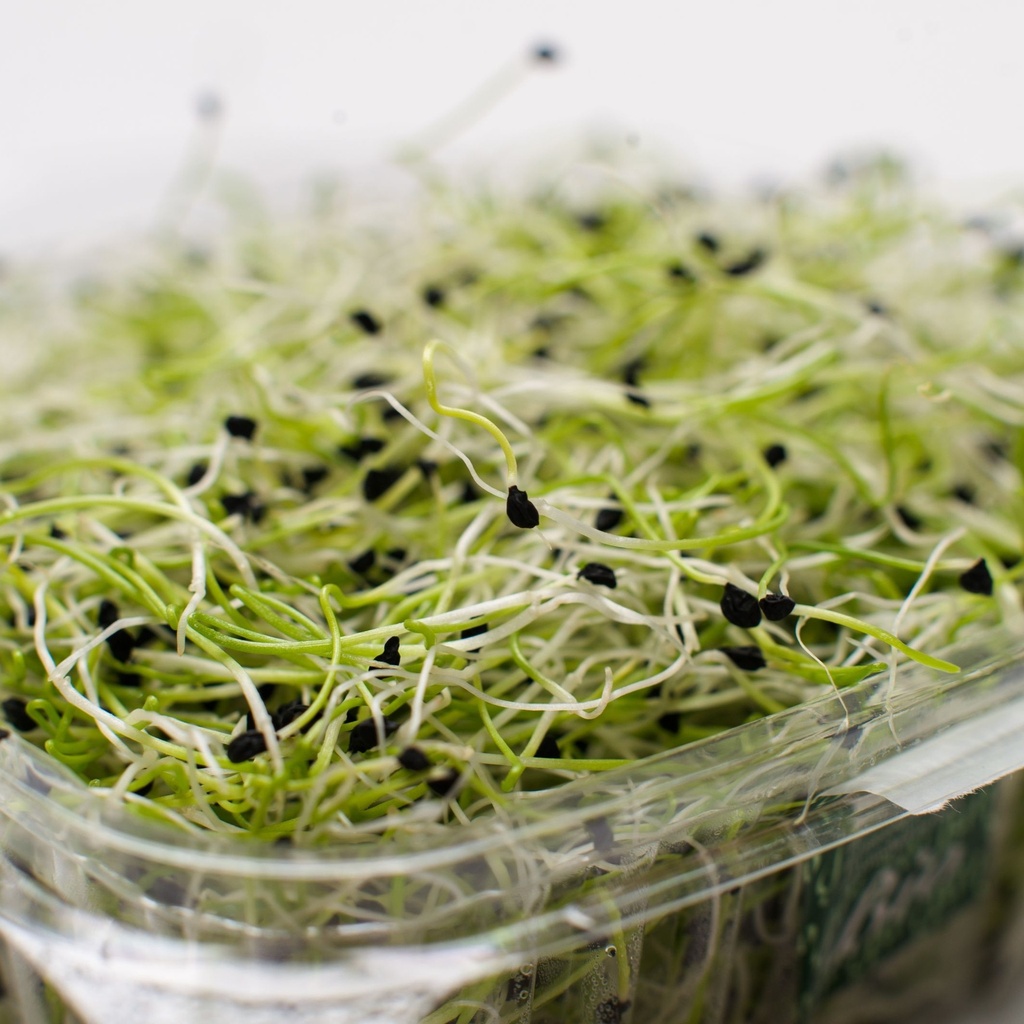 Alfalfa - Kg