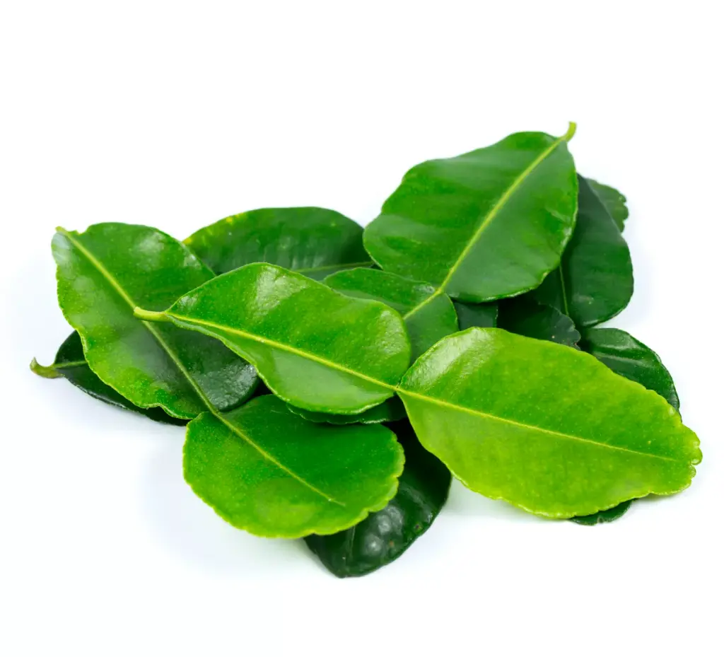 Kaffir/ Lime leaves