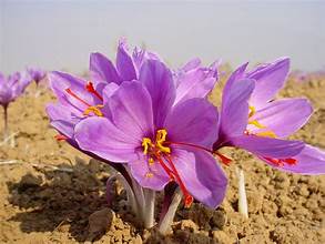 Saffron Flower (Kasubha)
