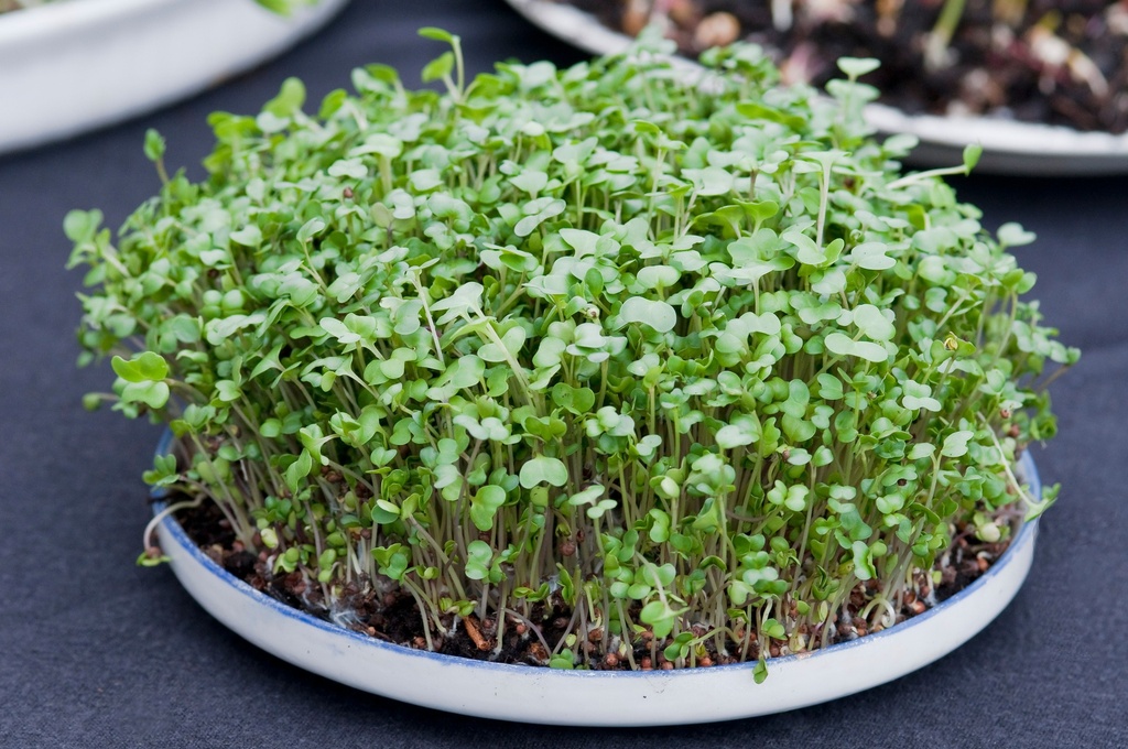 Micro greens