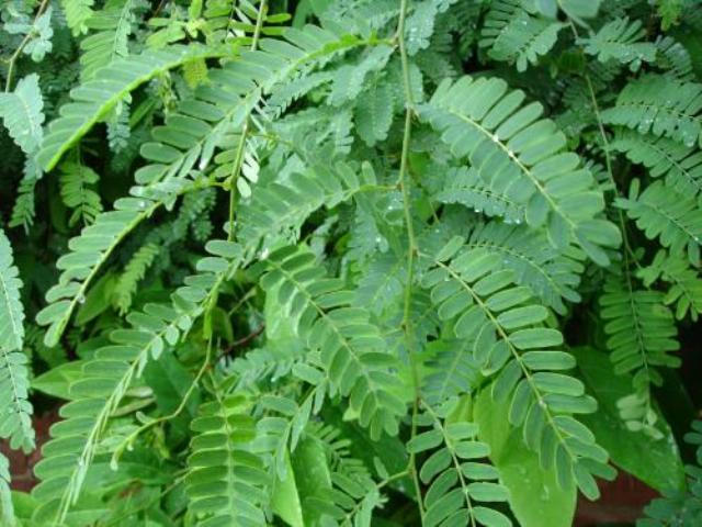Sampaloc Leaves