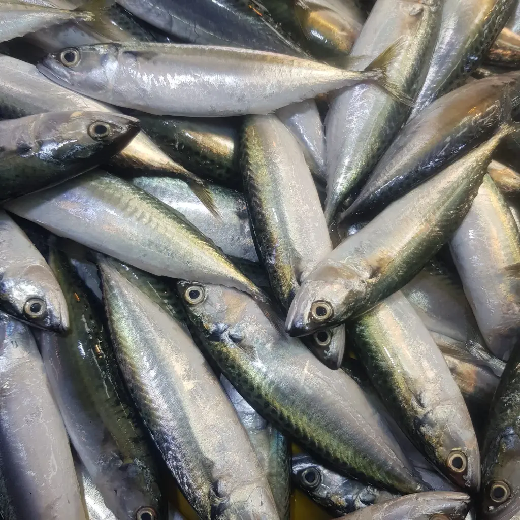 Fresh Karabal