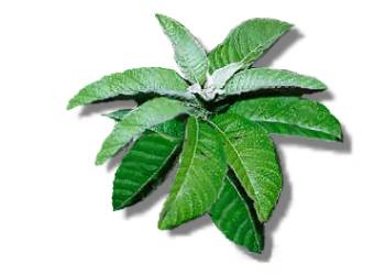 Sambong leaves