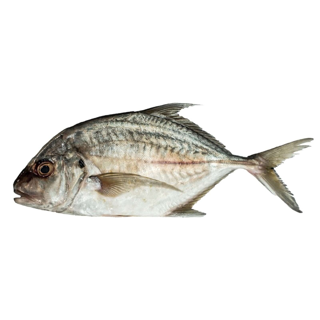 Fresh Talukitok Fish