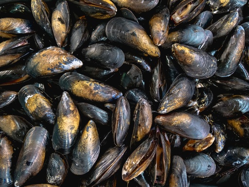 Fresh Mussels