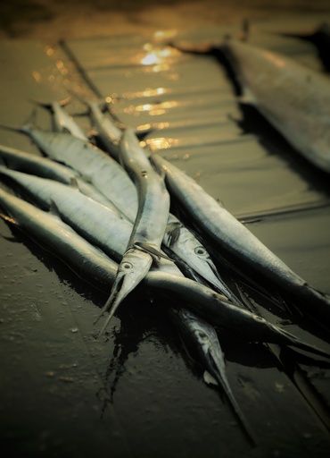 Fresh Batalay Fish