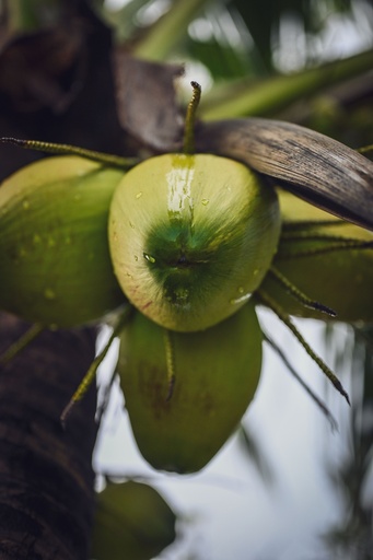 Buko Tagop (young coconut)