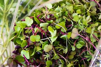 Micro mixed greens
