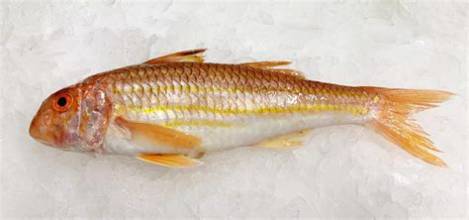 Salmonete