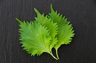Sesame Leaves (Shiso Leaves)