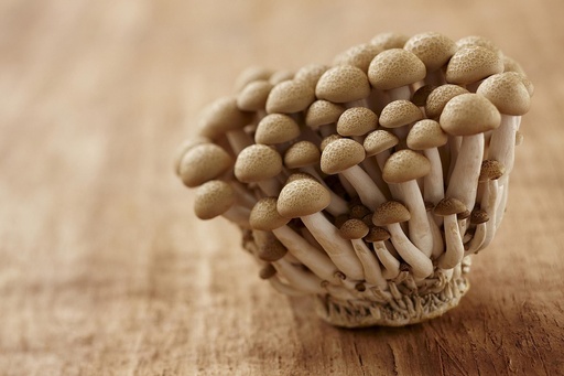 Mushroom Beech