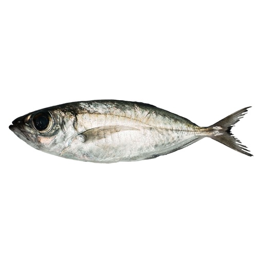 Fish Matangbaka Fresh