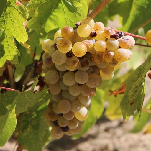 Au Sonera Grapes -Pc