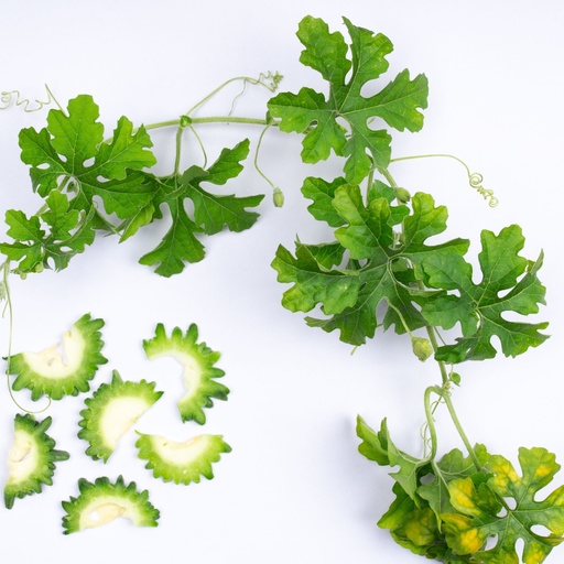 Ampalaya Leaves
