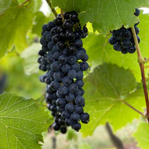 Au Black Grapes (Pack) - Pc