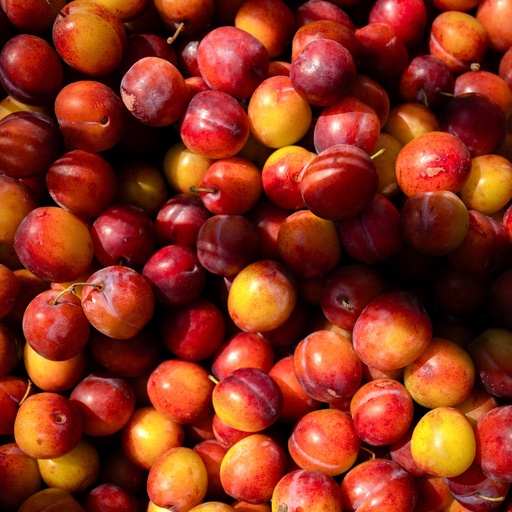 Au October Sun Plum -Pc