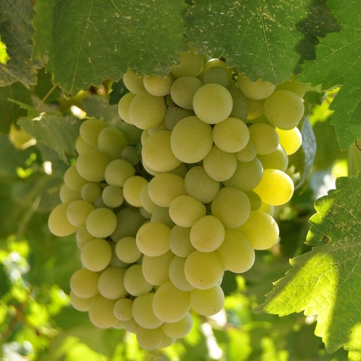 Australian Ivory Green Grapes (Box) - Pc
