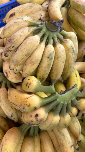 Banana Latundan Wholesale